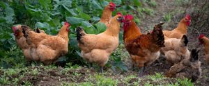 rooster and hens foraging outdoors Chongqing China
