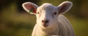 sheep with green ear tag looking at camera