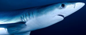 side view of shark