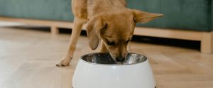 small brown dog eating out of white bowl