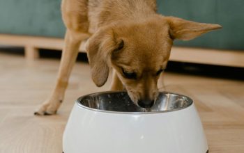 small brown dog eating out of white bowl