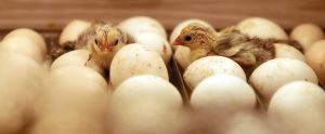 two hatched chicks in tray of eggs in incubator