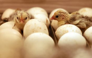 two hatched chicks in tray of eggs in incubator