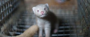 young mink in cage fur farm