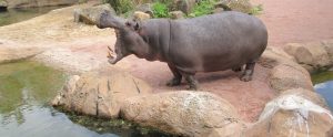 zoo hippo with mouth open standing next to pool