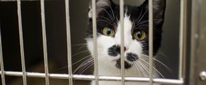 black-and-white cat staring through bars of kennel animal shelter