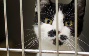 black-and-white cat staring through bars of kennel animal shelter