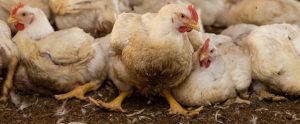 broiler chickens with splayed legs crowded together