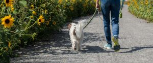brown-and-white dog being walked on gravel path