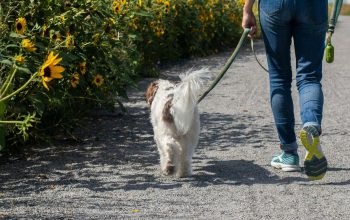 brown-and-white dog being walked on gravel path
