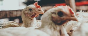 chickens in a farm close up