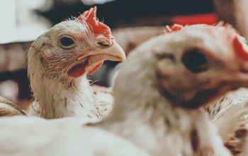 chickens in a farm close up