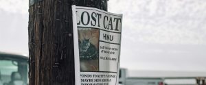 lost cat poster stapled to wooden telephone pole