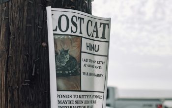 lost cat poster stapled to wooden telephone pole