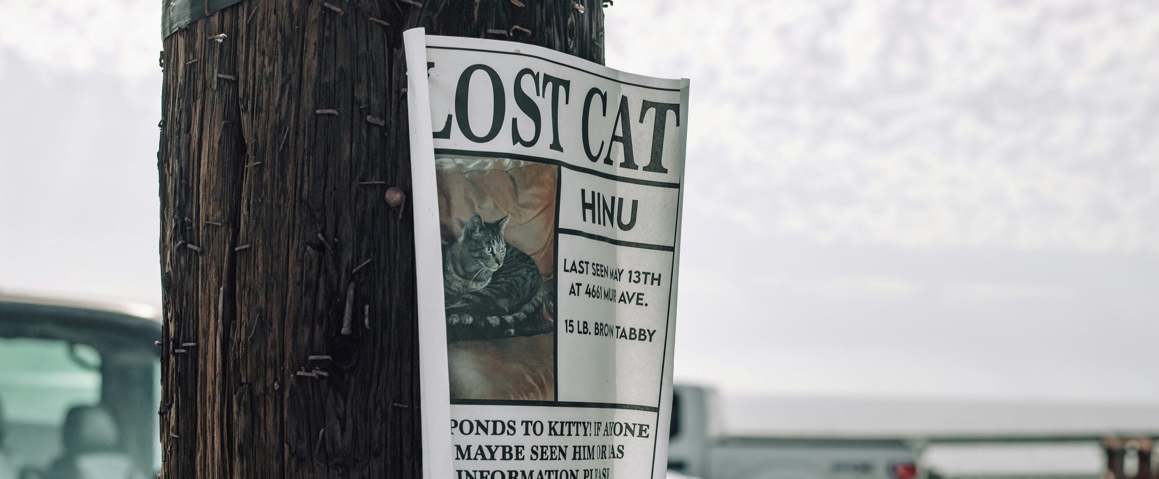 lost cat poster stapled to wooden telephone pole