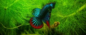 Siamese fighting fish Betta splendens hiding in plants