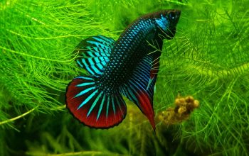 Siamese fighting fish Betta splendens hiding in plants