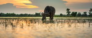 water buffalo standing in flooded field at sunset