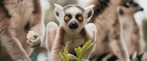 young ring-tailed lemur staring at camera
