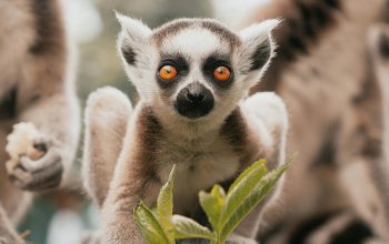 young ring-tailed lemur staring at camera