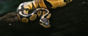 ball python on log