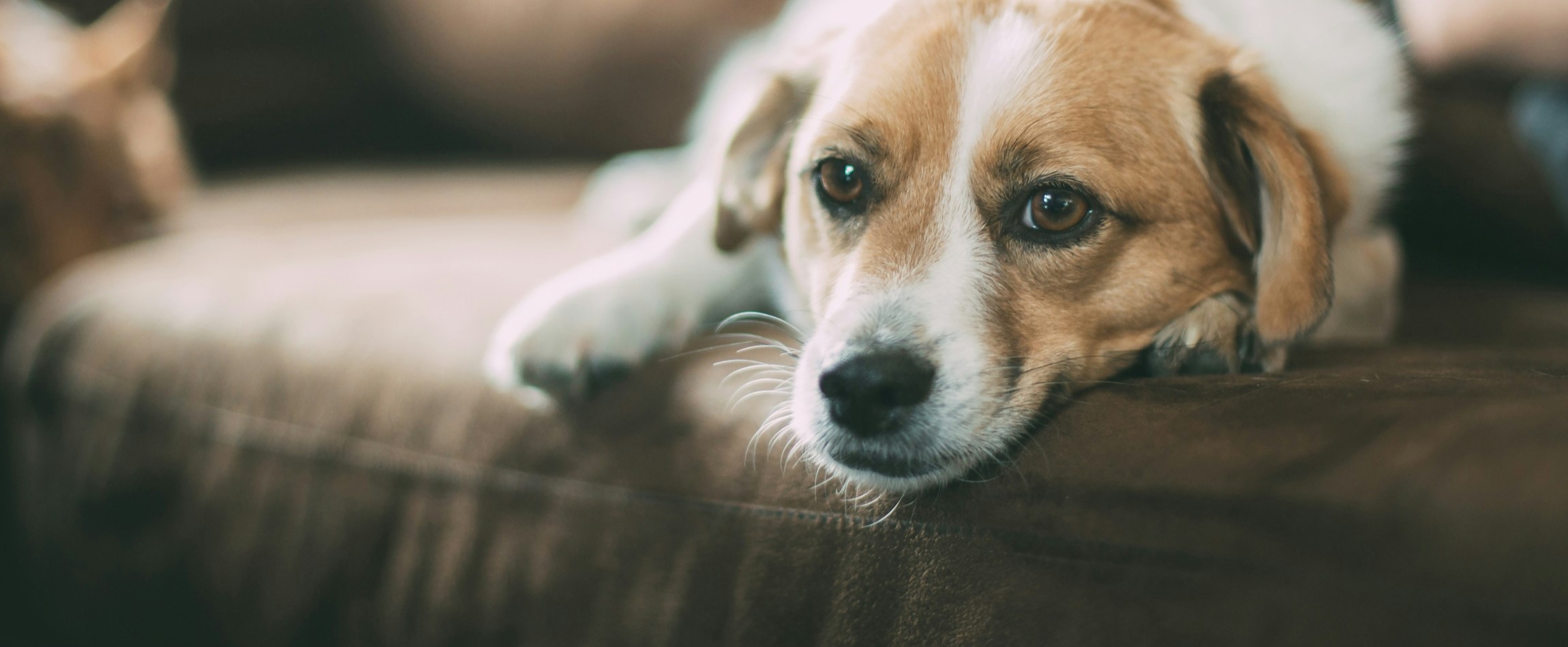 brown-and-white dog lying on couch staring at camera