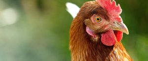 brown chicken outdoors staring at camera