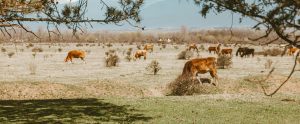 brown cows grazing outdoors on dry pasture