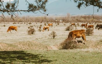 brown cows grazing outdoors on dry pasture