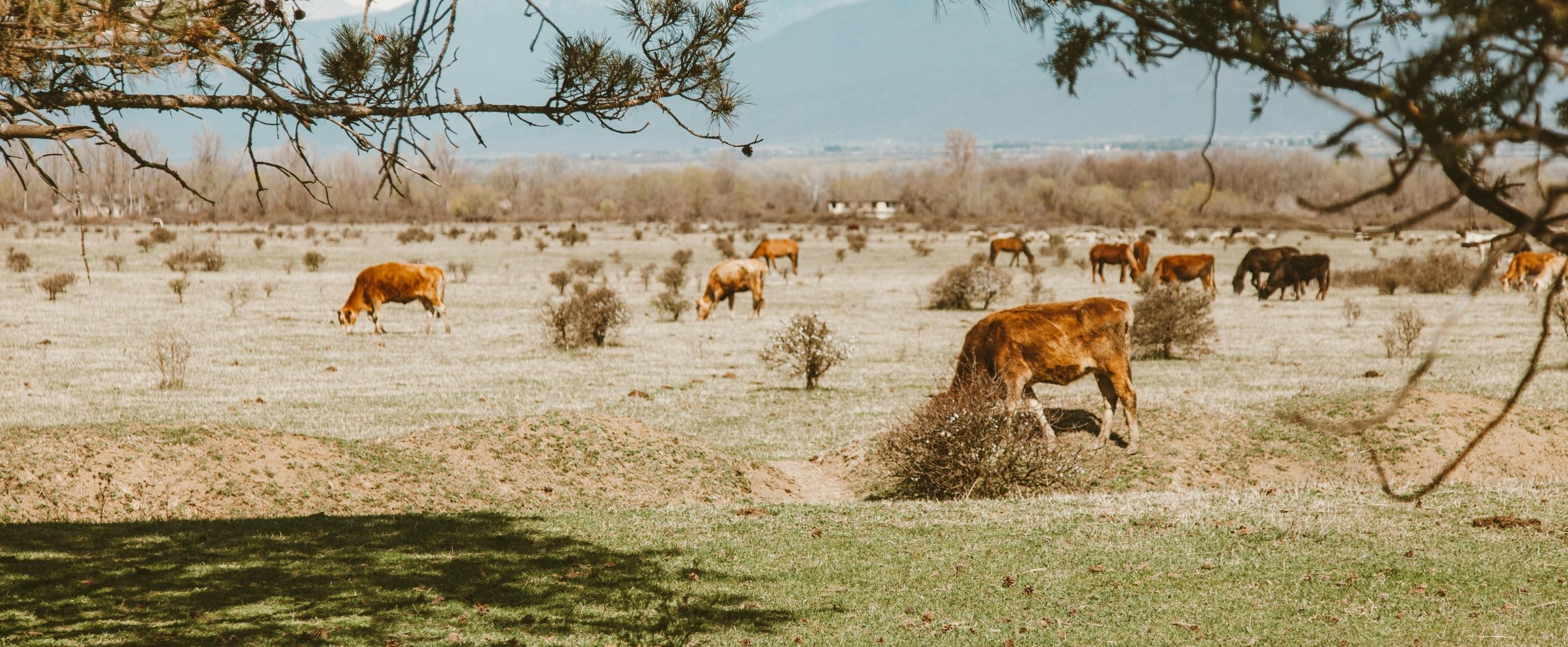 brown cows grazing outdoors on dry pasture