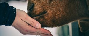 close-up of hand feeding brown cow