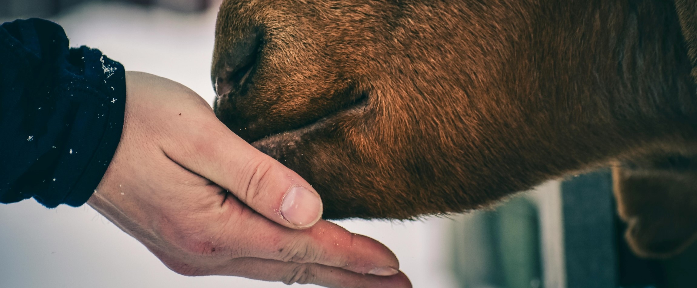 close-up of hand feeding brown cow