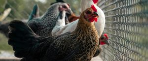 group of chickens in outdoor pen Tamil Nadu India