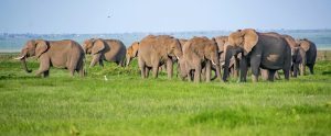 herd of African elephants on grassy field Kenya