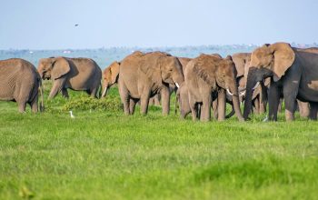 herd of African elephants on grassy field Kenya