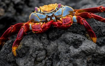 red-and-blue crab on rock