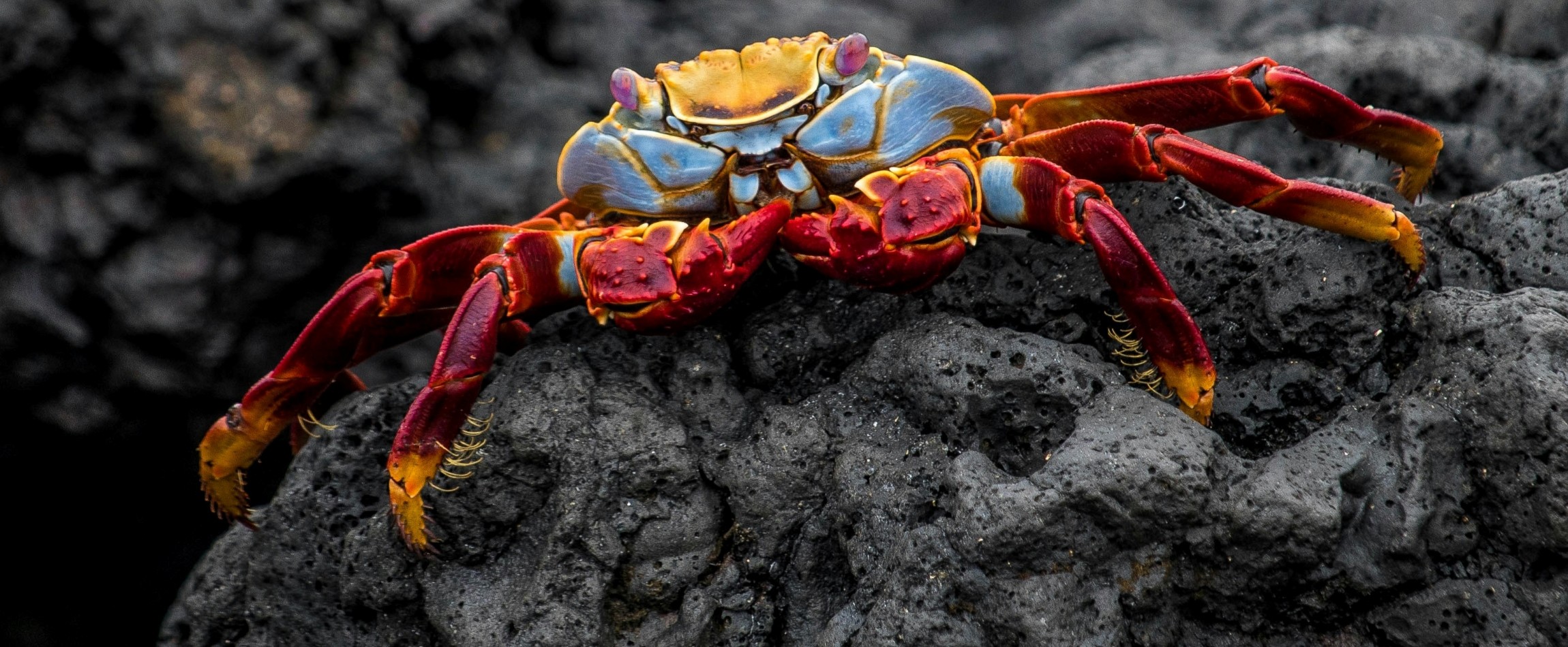 red-and-blue crab on rock