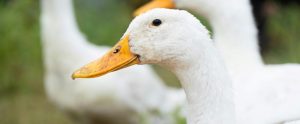 side view of white Pekin duck outdoors