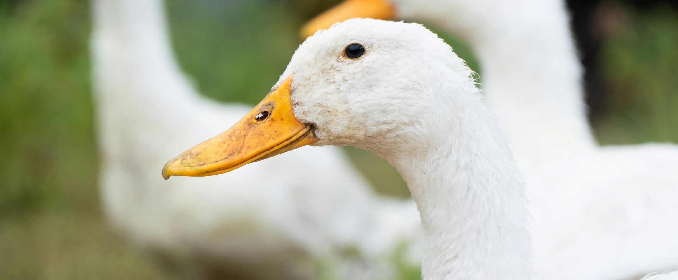 side view of white Pekin duck outdoors