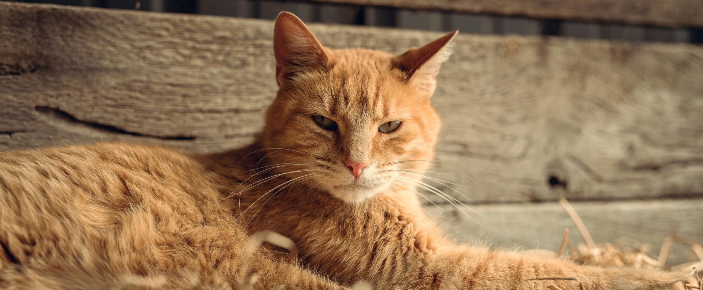 sleepy orange tabby cat lying in straw in barn