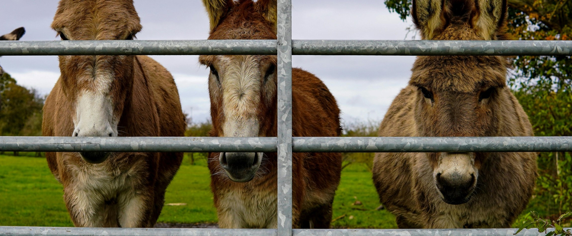 three donkeys staring from behind metal fence