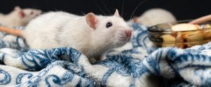 white rat on blue and white blanket next to food dish