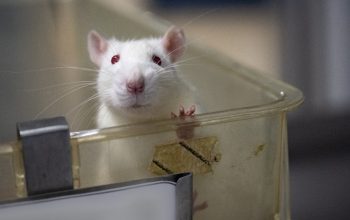 white rat with red eyes standing up in open laboratory cage