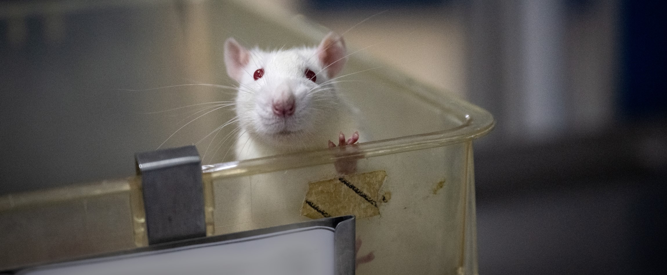 white rat with red eyes standing up in open laboratory cage