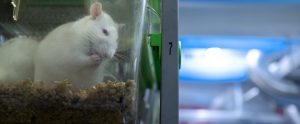 white rats in laboratory cage rack system