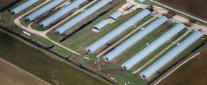 aerial view of concentrated animal feeding operation North Carolina