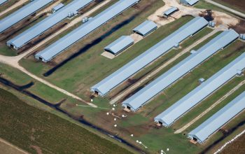 aerial view of concentrated animal feeding operation North Carolina