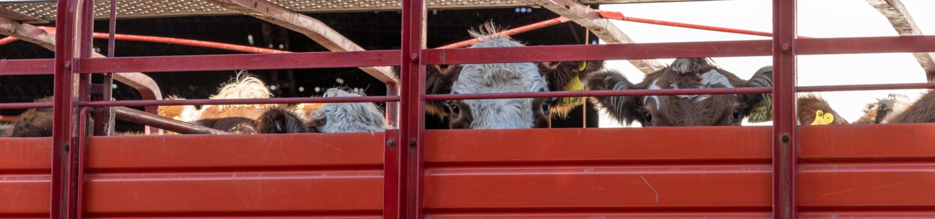 brown-and-white cows staring out from red transport truck