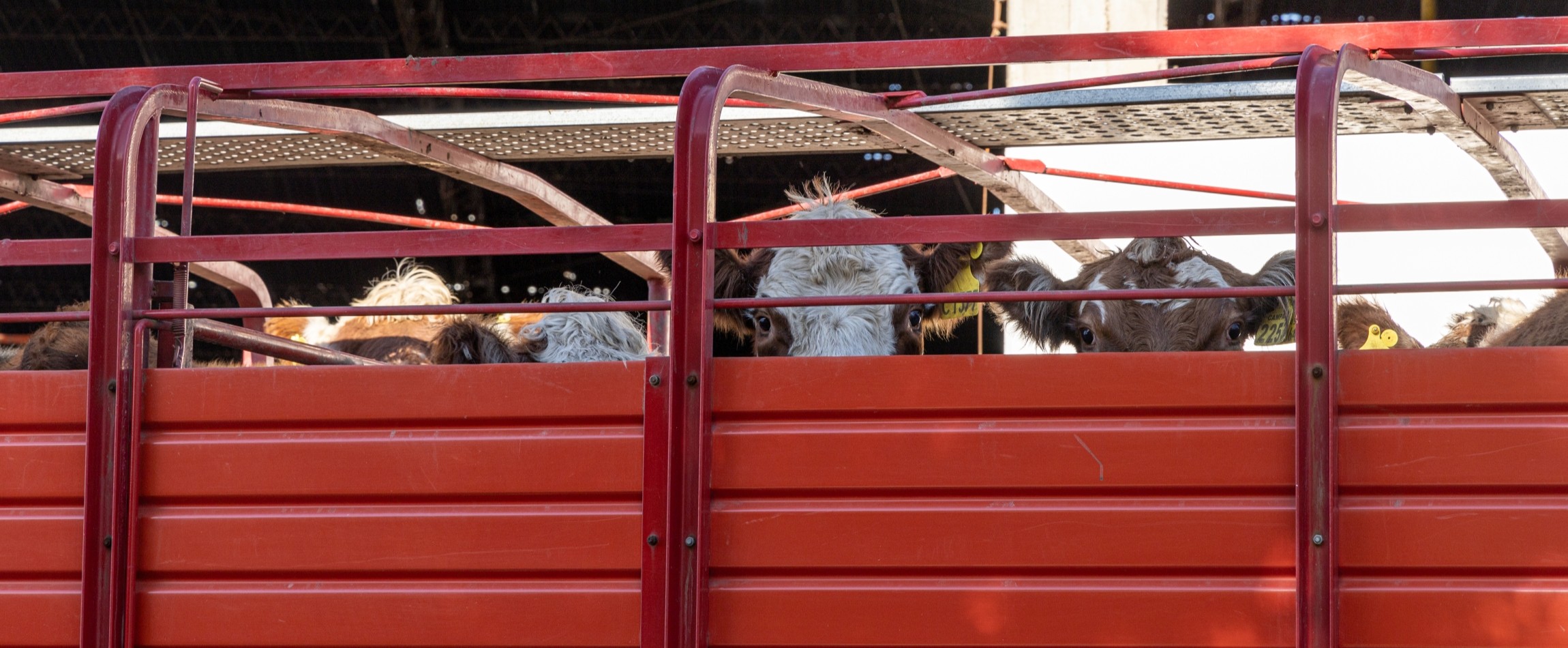 brown-and-white cows staring out from red transport truck