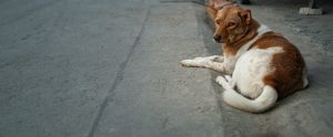 brown-and-white dog lying in street Ko Pha-Ngan Thailand